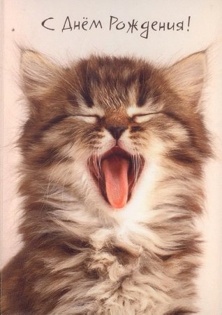 Открытка с днём рождения с котом