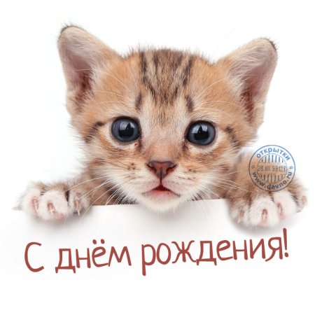С днём рождения с котиками