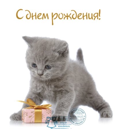 С днем рождения! Поздравительная открытка с котиком