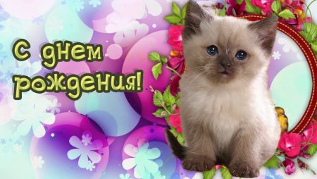 Открытка с днём рождения с котятами