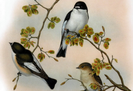 Международный день птиц рисунок