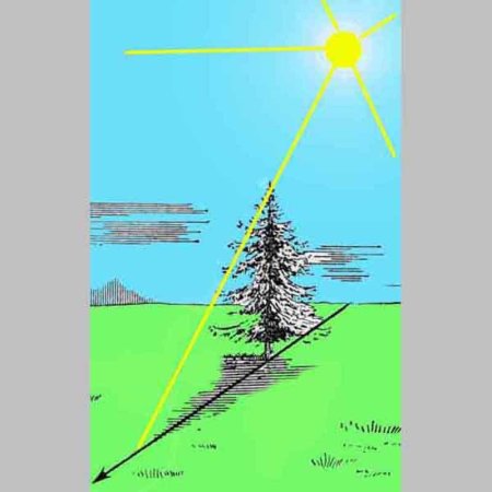 Тень от дерева в полдень