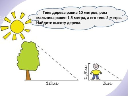 Тень дерева определить высоту
