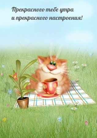 Коты Алексея Долотова с надписями