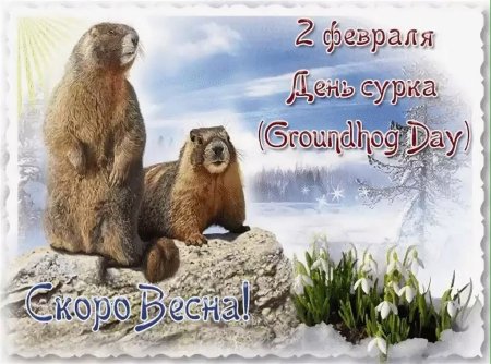 День сурка поздравления