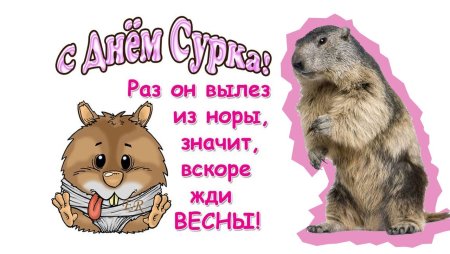 2 Февраля день сурка
