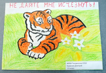 Защита амурских тигров плакат