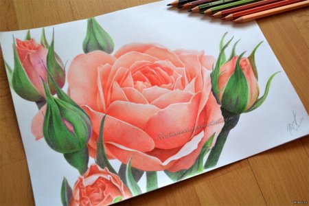 Рисунки розы цветными карандашами