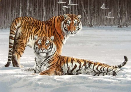 Открытка с тигром