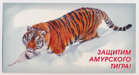 Защита Амурского тигра