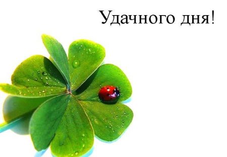 Клевер четырехлистный Божья коровка