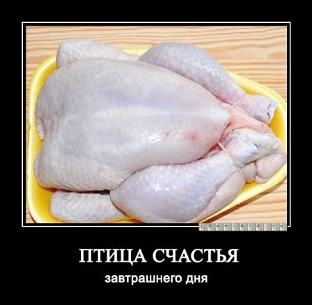 Птица птица счастья завтрашнего дня