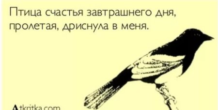 Смешные фразы про птиц