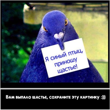 Я синий птиц приношу счастье
