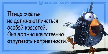 Смешные фразы про птиц