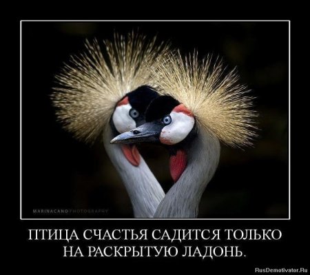 Птица счастья юмор