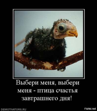 Птица птица счастья завтрашнего дня