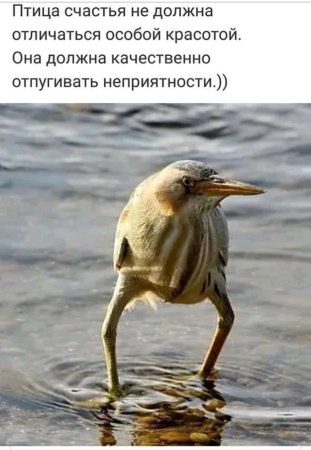 Птица блэт