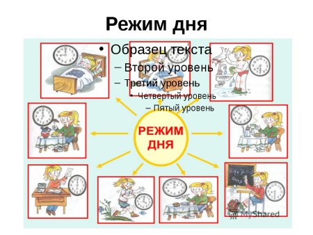Проект распорядок дня