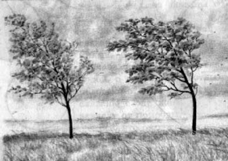 Дерево на ветру карандашом