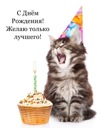 Котики с тортиком на др