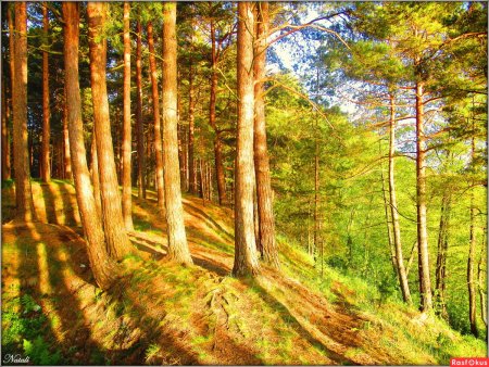 Лето в Сосновом Бору