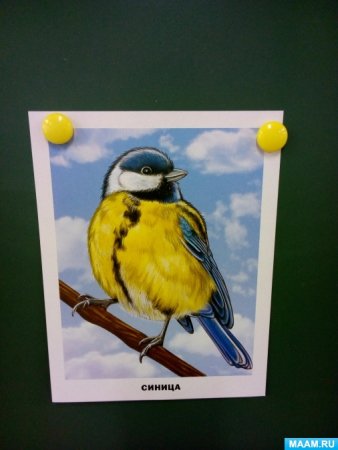 Синичкин день рисование средняя группа