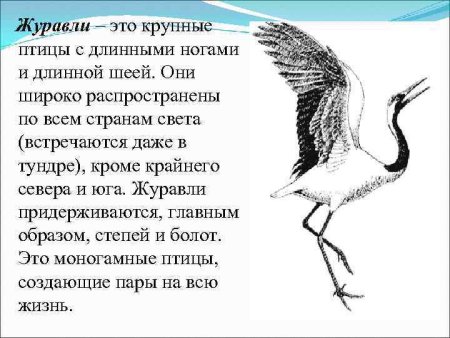 Красивые стихи про журавлей