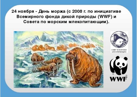 Моржи мультяшные