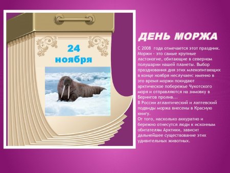 Морж в Арктике рисунок