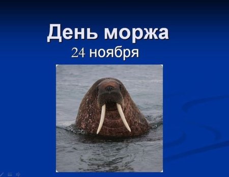 День моржа 24 ноября