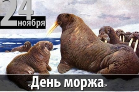 Всемирный день моржа