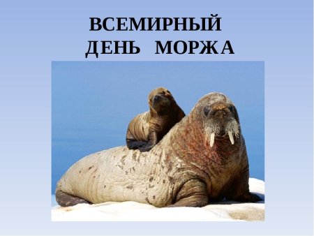 Всемирный день моржа