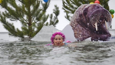 День моржа 24 ноября