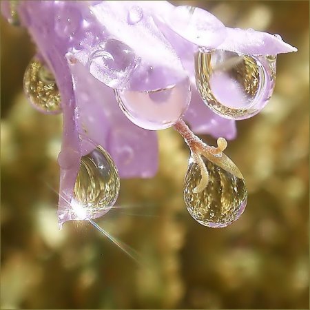 Ледяной лебедь