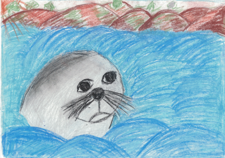 Рисование нерпы