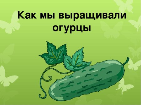Огурец для презентации
