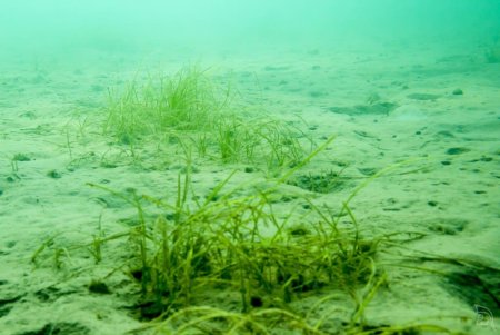 Пресноводные водоросли Силур