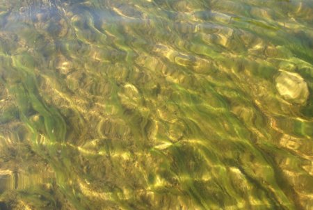 Ил в воде