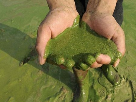 Биологическое загрязнение воды