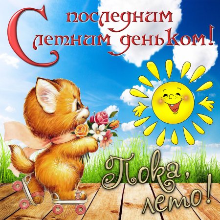 Подсолнухи летом