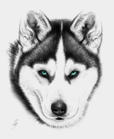 Хаски рисунок