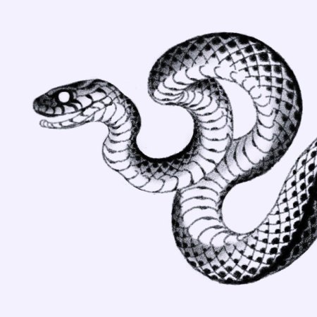 Набросок змеи