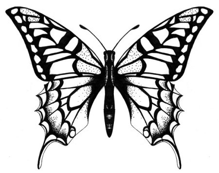 Бабочка эскиз