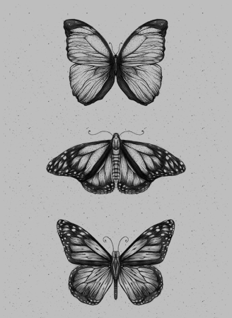 Бабочка скетч
