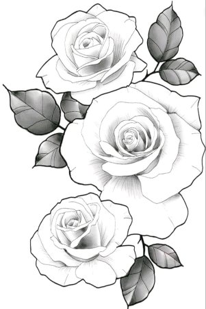 Роза эскиз