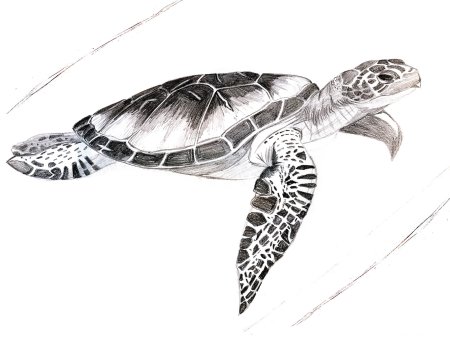 Тату черепаха эскизы