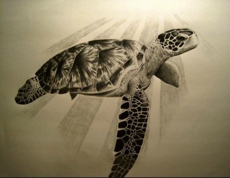 Черепашка тату эскиз