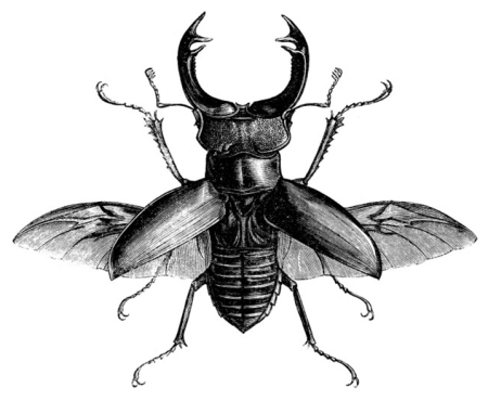 Жук эскиз
