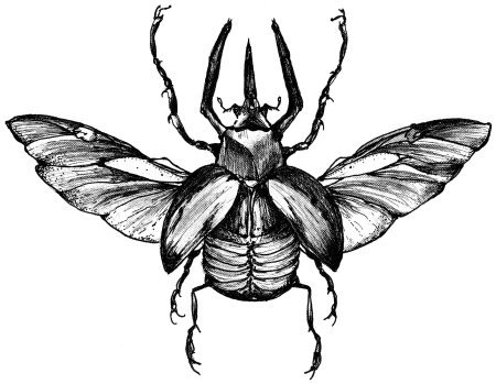 Жук эскиз тату